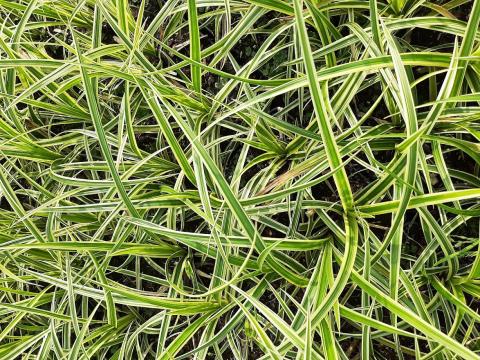 Carex morrowii 'Vanilla Ice'