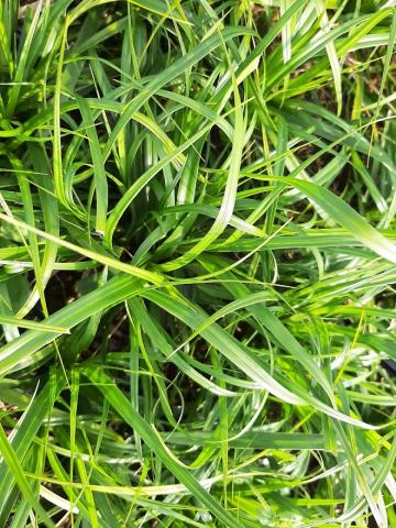 Carex oshimensis 'Evergreen'