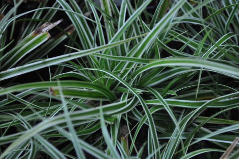 Carex oshimensis 'Everest' ®