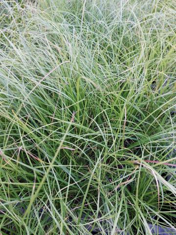 Carex pensylvanica