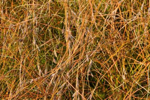 Carex testacea 'Prairiefire'