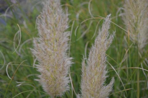 Cortaderia selloana 'Pumila'