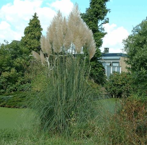 Cortaderia selloana 'White Feather'