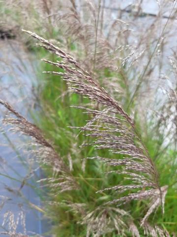 Deschampsia cespitosa 'Bronzeschleier'