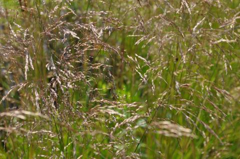 Deschampsia cespitosa 'Goldtau'