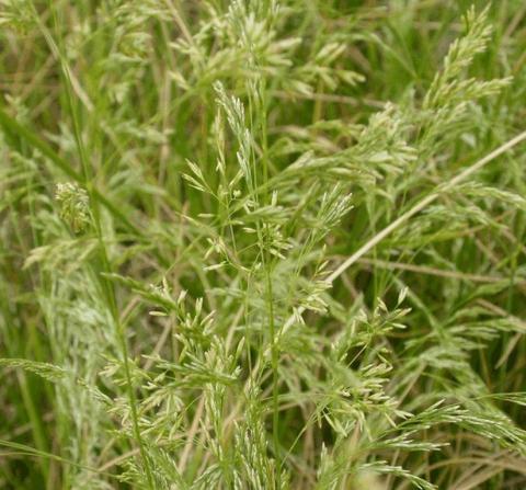 Deschampsia cespitosa 'Goldschleier'