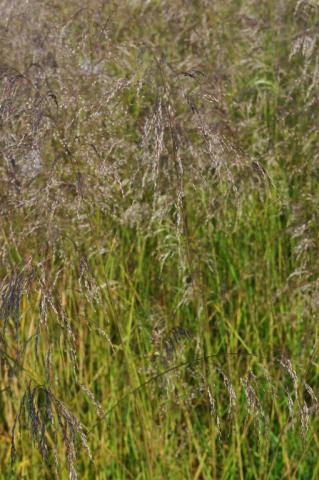 Deschampsia cespitosa 'Schottland'