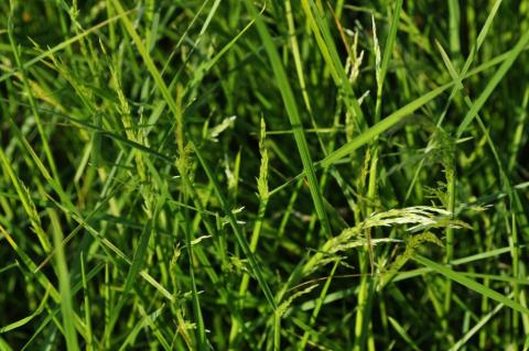 Deschampsia cespitosa 'Tardiflora'