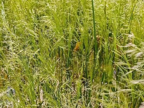 Deschampsia cespitosa 'Palava'