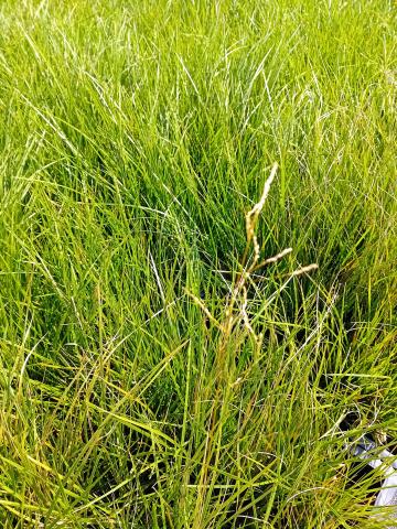 Deschampsia cespitosa 'Waldschratt'