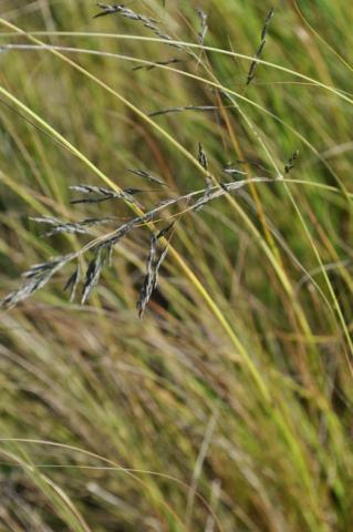 Eragrostis curvula