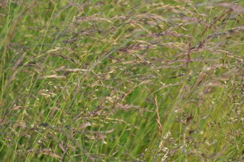 Festuca amethystina