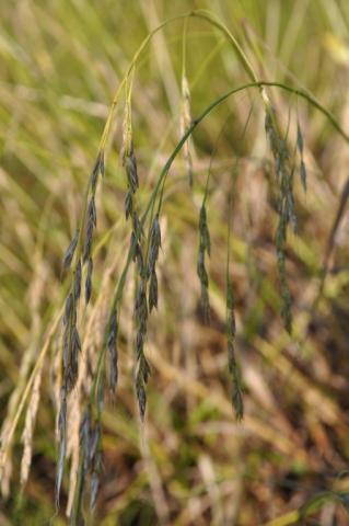 Festuca gigantea