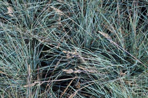 Festuca glauca 'Elijah Blue'