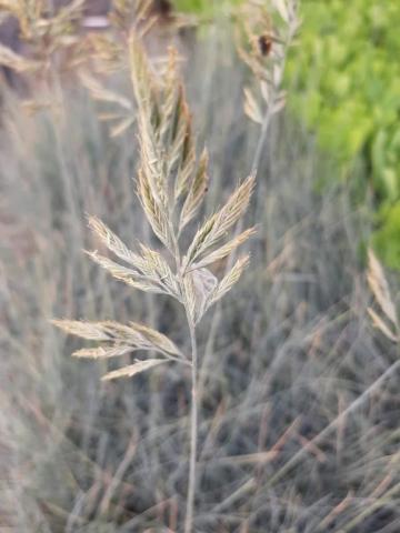 Festuca glauca 'Elijah Blue'