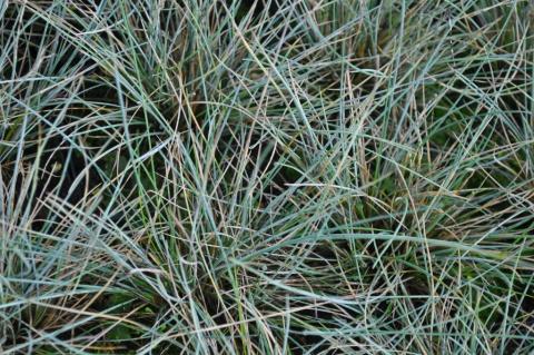 Festuca glauca 'Silbersee'