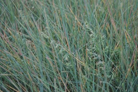 Festuca glauca 'Uchte'