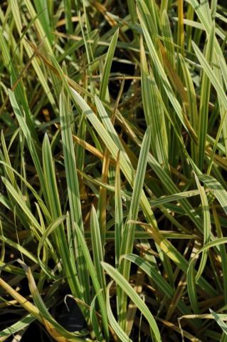 Glyceria maxima 'Variegata'