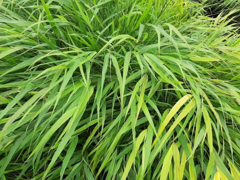 Hakonechloa macra