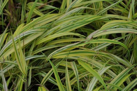 Hakonechloa macra 'Naomi' ®