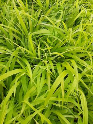 Hakonechloa macra 'Sunflare'