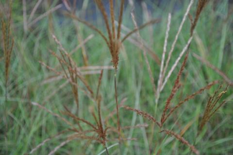 Miscanthus sinensis 'Adagio'