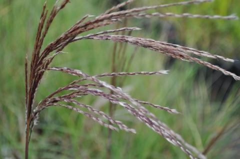 Miscanthus sinensis 'China'