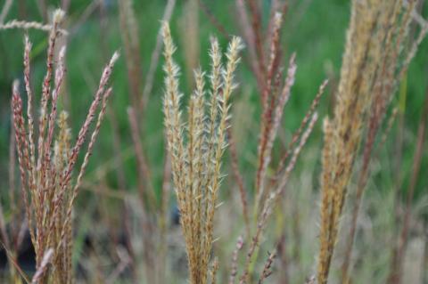 Miscanthus sinensis 'Dronning Ingrid'