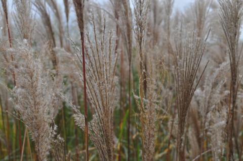 Miscanthus sinensis 'Flamingo'