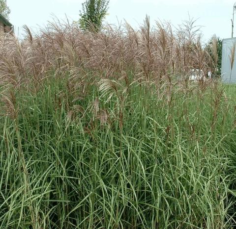 Miscanthus sinensis 'Ferner Osten'