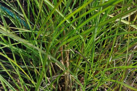 Miscanthus sinensis 'Gracillimus'