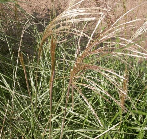 Miscanthus sinensis 'Graziella'