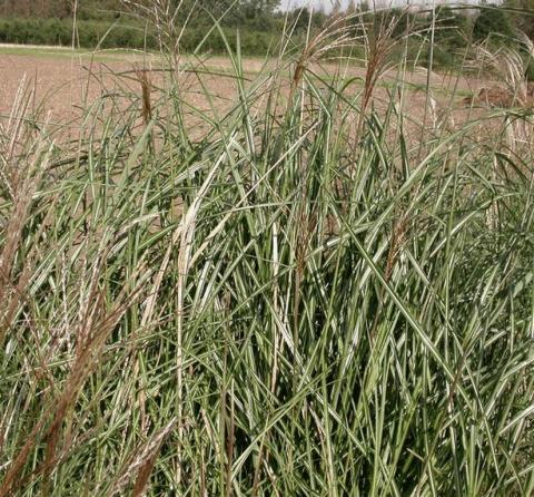 Miscanthus sinensis 'Grosse Fontäne'