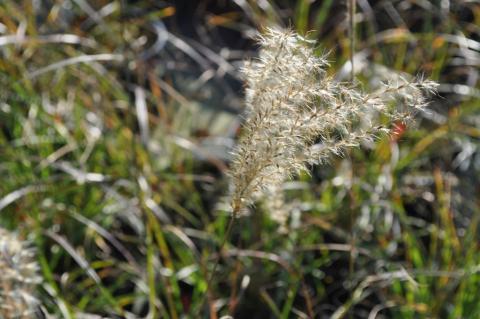 Miscanthus sinensis 'Herman Mussel'