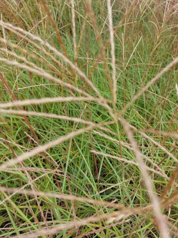 Miscanthus sinensis 'Herman Mussel'