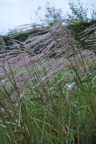 Miscanthus sinensis 'Kleine Fontäne'