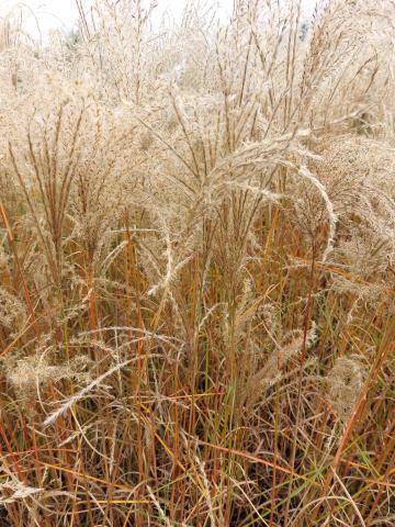 Miscanthus sinensis 'Kleine Fontäne'
