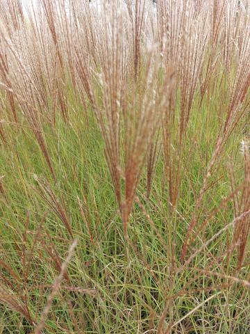 Miscanthus sinensis 'Kleine Silberspinne'