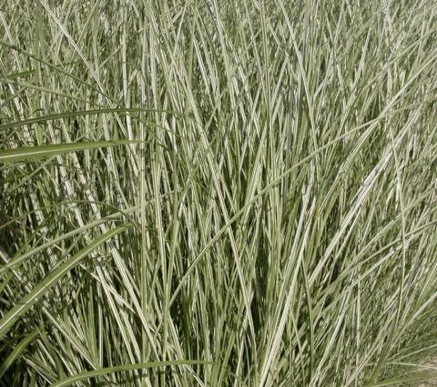 Miscanthus sinensis 'Morning Light'