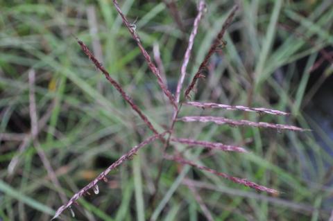 Miscanthus sinensis 'Nippon'