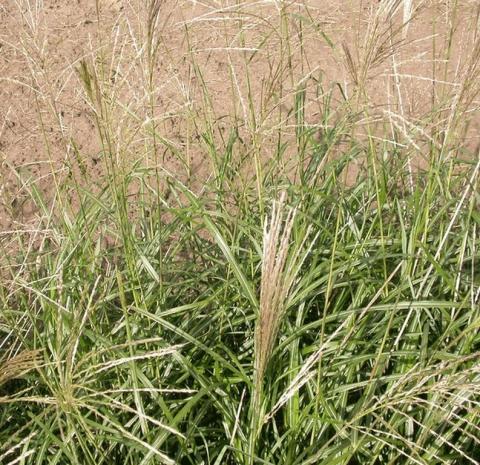 Miscanthus sinensis 'Silberfeder'