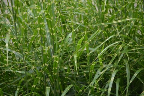 Miscanthus sinensis 'Strictus'