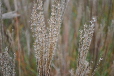 Miscanthus sinensis 'Yaku Jima'