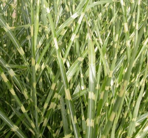 Miscanthus sinensis 'Zebrinus'