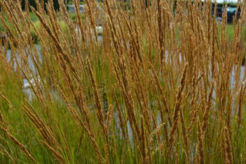 Molinia arundinacea 'Karl Foerster'