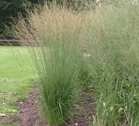 Molinia arundinacea 'Transparent'