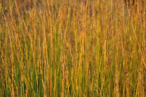 Molinia caerulea 'Aha-Erlebnis' (PBR)