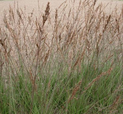 Molinia caerulea 'Edith Dudszus'