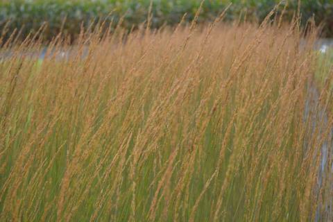 Molinia caerulea 'Heidebraut'