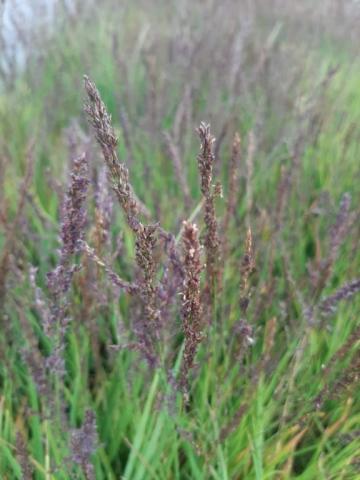 Molinia caerulea 'Heidezwerg'